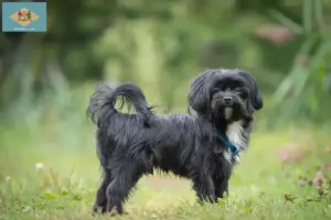 Read more about the article Bolonka Zwetna breeders and puppies in Delaware