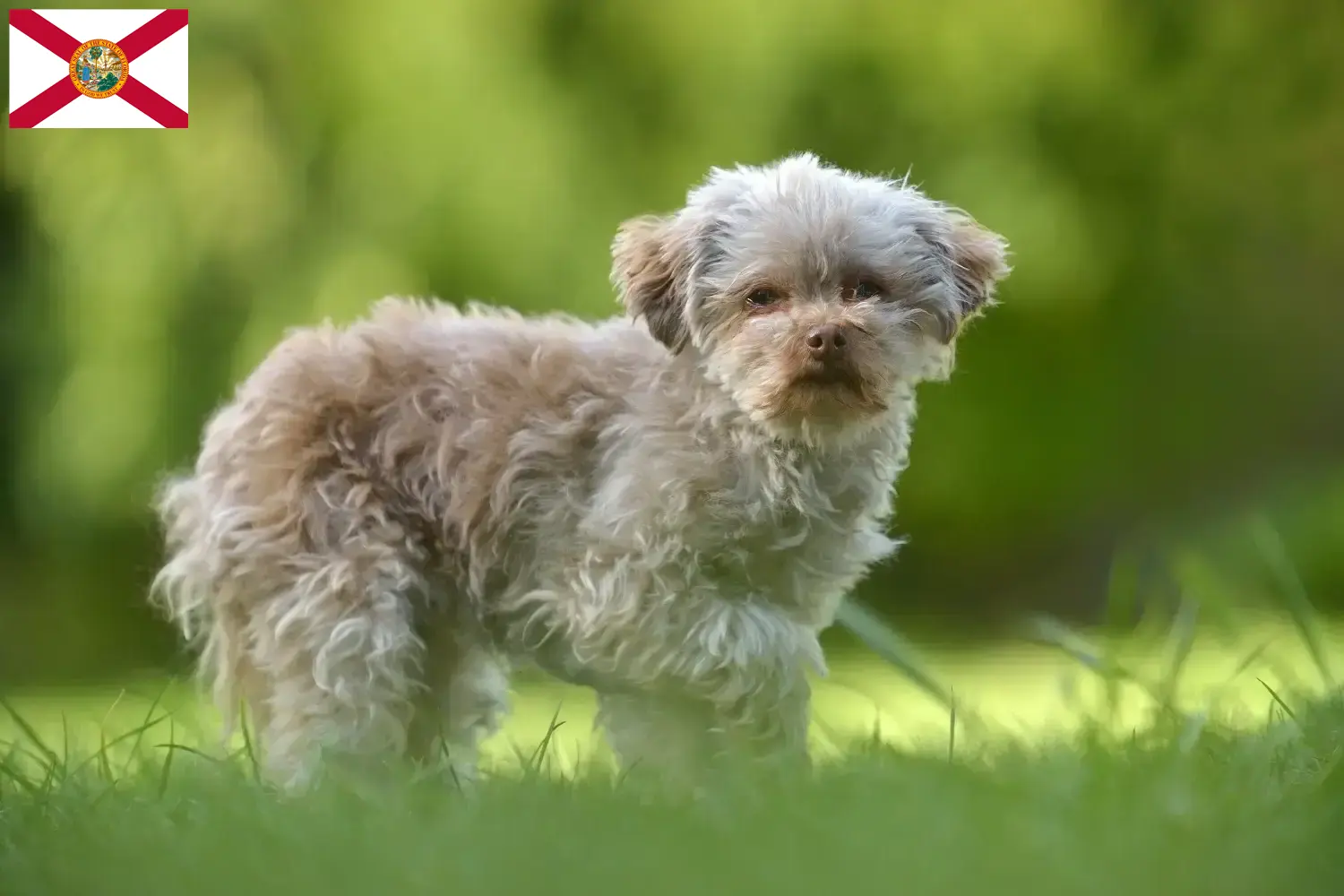 Bolonka Zwetna puppies and breeders Florida Find Bolonka Zwetnas breeders in Florida here.