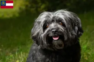 Read more about the article Bolonka Zwetna breeders and puppies in Georgia