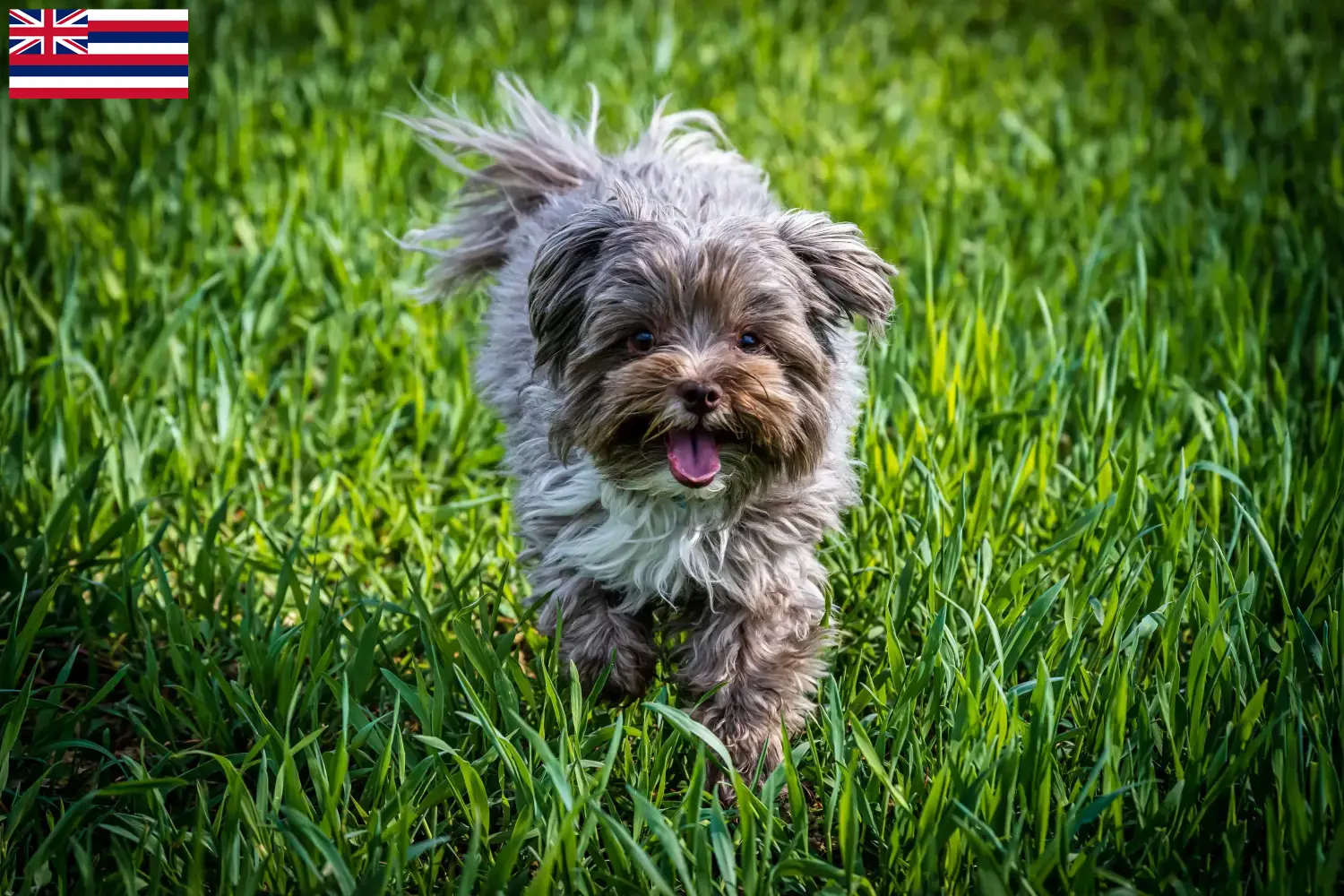 Read more about the article Bolonka Zwetna breeders and puppies in Hawaii