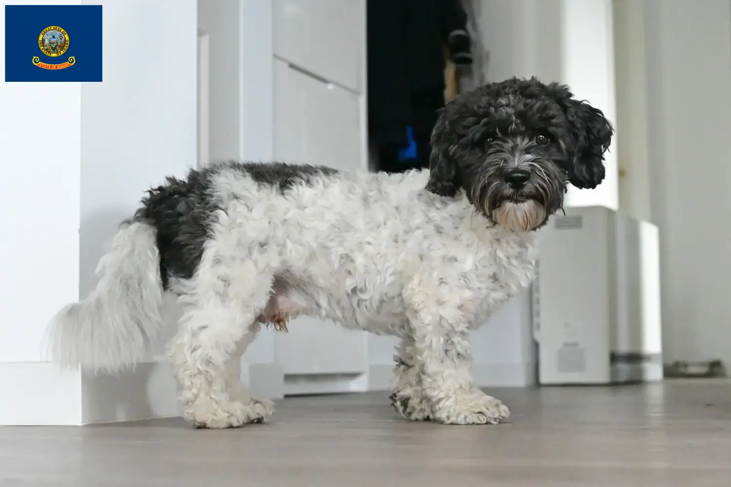 Bolonka Zwetna puppies and breeder Idaho Find Bolonka Zwetnas breeders in Idaho.