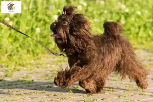 Read more about the article Bolonka Zwetna breeders and puppies in Illinois