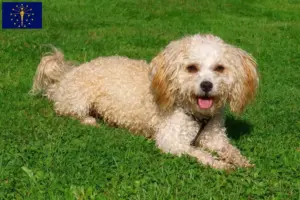 Read more about the article Bolonka Zwetna breeders and puppies in Indiana