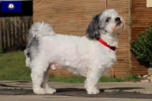 Read more about the article Bolonka Zwetna breeders and puppies in Kentucky