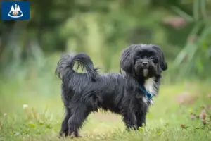 Read more about the article Bolonka Zwetna breeders and puppies in Louisiana