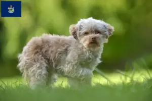 Read more about the article Bolonka Zwetna breeders and puppies in Maine