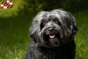 Read more about the article Bolonka Zwetna breeders and puppies in Maryland