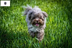 Read more about the article Bolonka Zwetna breeders and puppies in Massachusetts