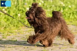 Read more about the article Bolonka Zwetna breeders and puppies in Minnesota