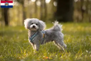 Read more about the article Bolonka Zwetna breeders and puppies in Missouri