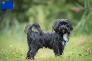 Read more about the article Bolonka Zwetna breeders and puppies in Nevada