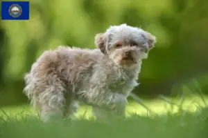 Read more about the article Bolonka Zwetna breeders and puppies in New Hampshire