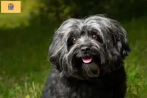 Read more about the article Bolonka Zwetna breeders and puppies in New Jersey