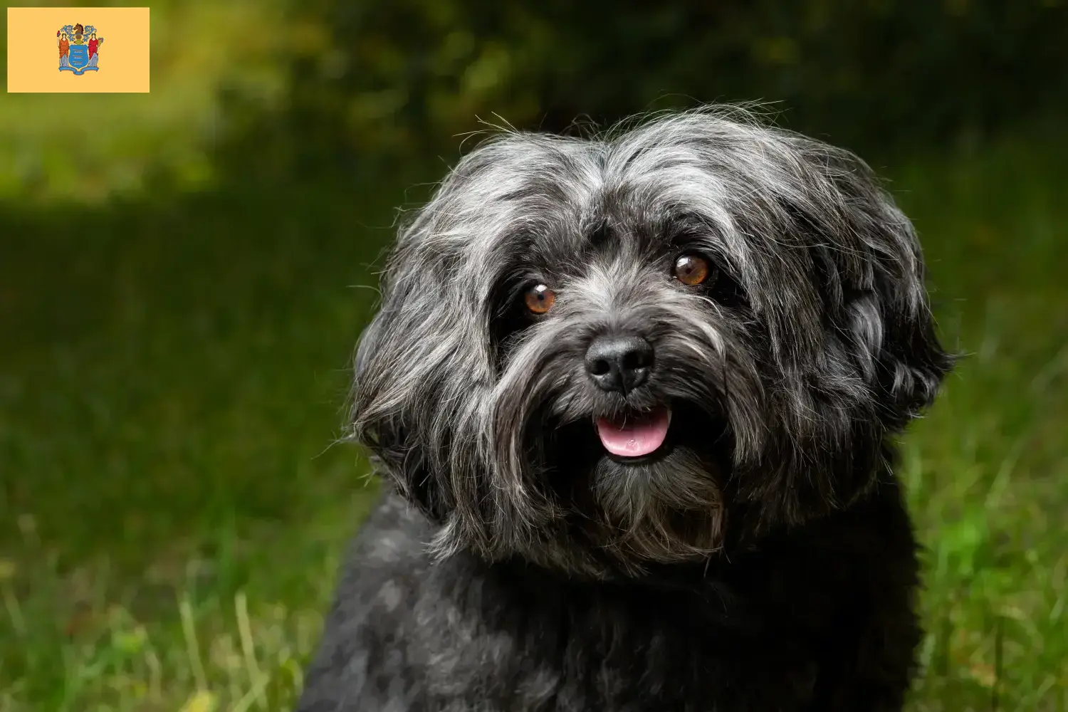 Bolonka Zwetna puppies and breeders New Jersey Find Bolonka Zwetna breeders in New Jersey.