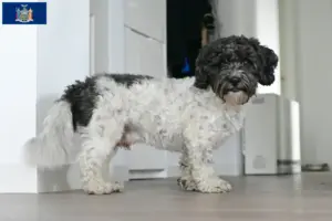 Read more about the article Bolonka Zwetna breeders and puppies in New York