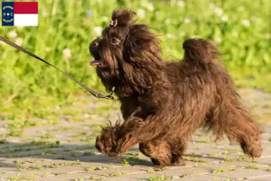 Read more about the article Bolonka Zwetna breeders and puppies in North Carolina