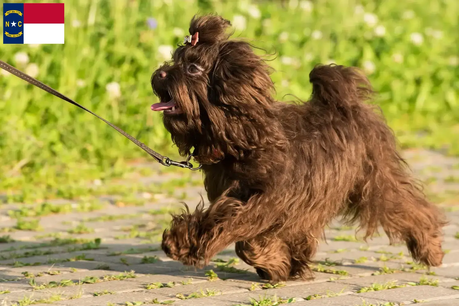 Read more about the article Bolonka Zwetna breeders and puppies in North Carolina