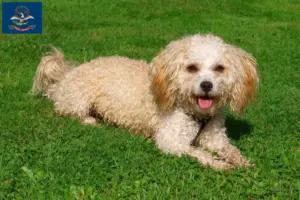 Read more about the article Bolonka Zwetna breeders and puppies in North Dakota
