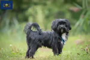 Read more about the article Bolonka Zwetna breeders and puppies in Pennsylvania