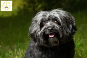 Read more about the article Bolonka Zwetna breeders and puppies in Rhode Island