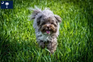 Read more about the article Bolonka Zwetna breeders and puppies in South Carolina