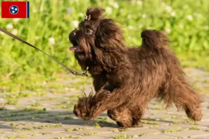 Read more about the article Bolonka Zwetna breeders and puppies in Tennessee