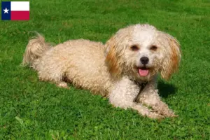 Read more about the article Bolonka Zwetna breeders and puppies in Texas