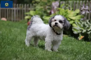 Read more about the article Bolonka Zwetna breeders and puppies in Vermont