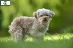 Read more about the article Bolonka Zwetna breeders and puppies in West Virginia