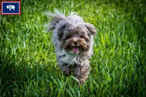 Read more about the article Bolonka Zwetna breeders and puppies in Wyoming
