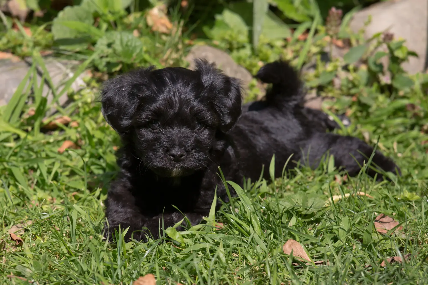 Buying a Bolonka Zwetna puppy means taking responsibility! Buy Bolonka Zwetna puppies.
