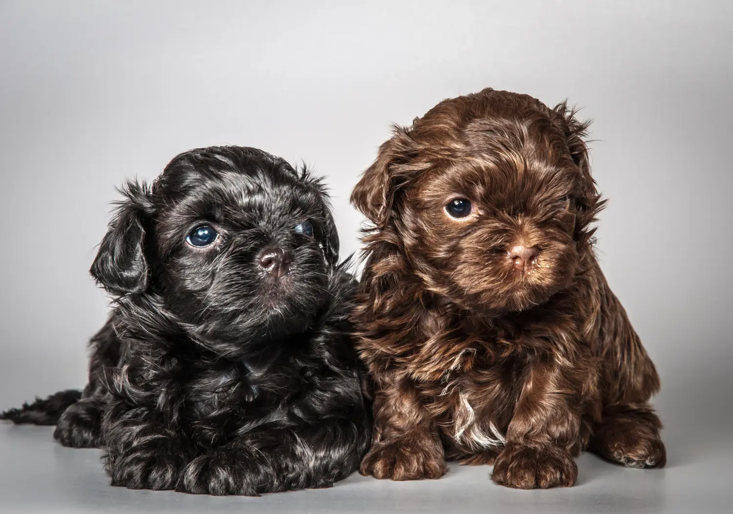 Buying a Bolonka Zwetna puppy means taking responsibility! Buy Bolonka Zwetna puppies.