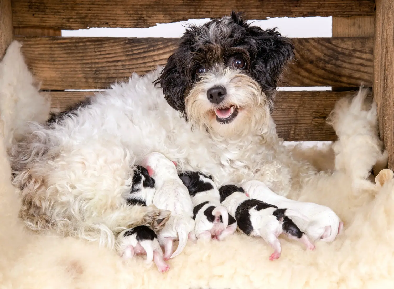 Buying a Bolonka Zwetna puppy means taking responsibility! Buy Bolonka Zwetna puppies.