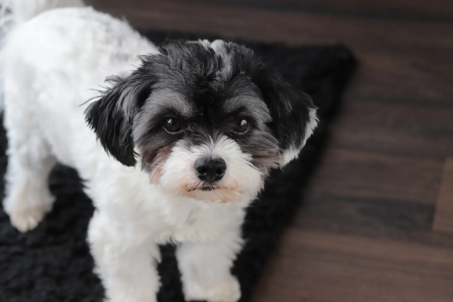 Buying a Bolonka Zwetna puppy means taking responsibility! Buy Bolonka Zwetna puppies.