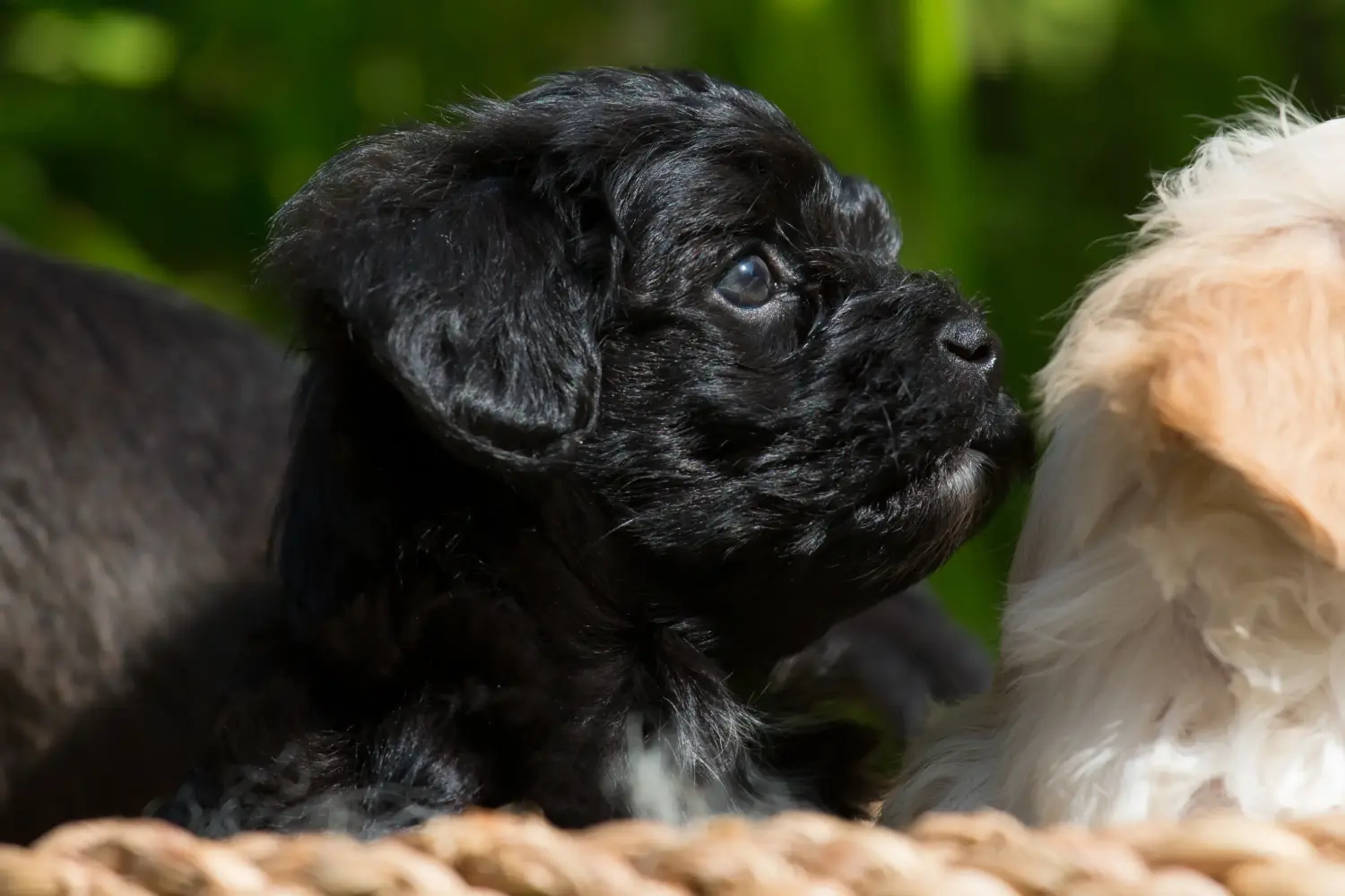 Buying a Bolonka Zwetna puppy means taking responsibility! Buy Bolonka Zwetna puppies.