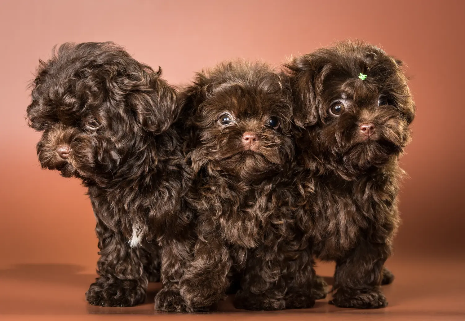 Buying a Bolonka Zwetna puppy means taking responsibility! Buy Bolonka Zwetna puppies.
