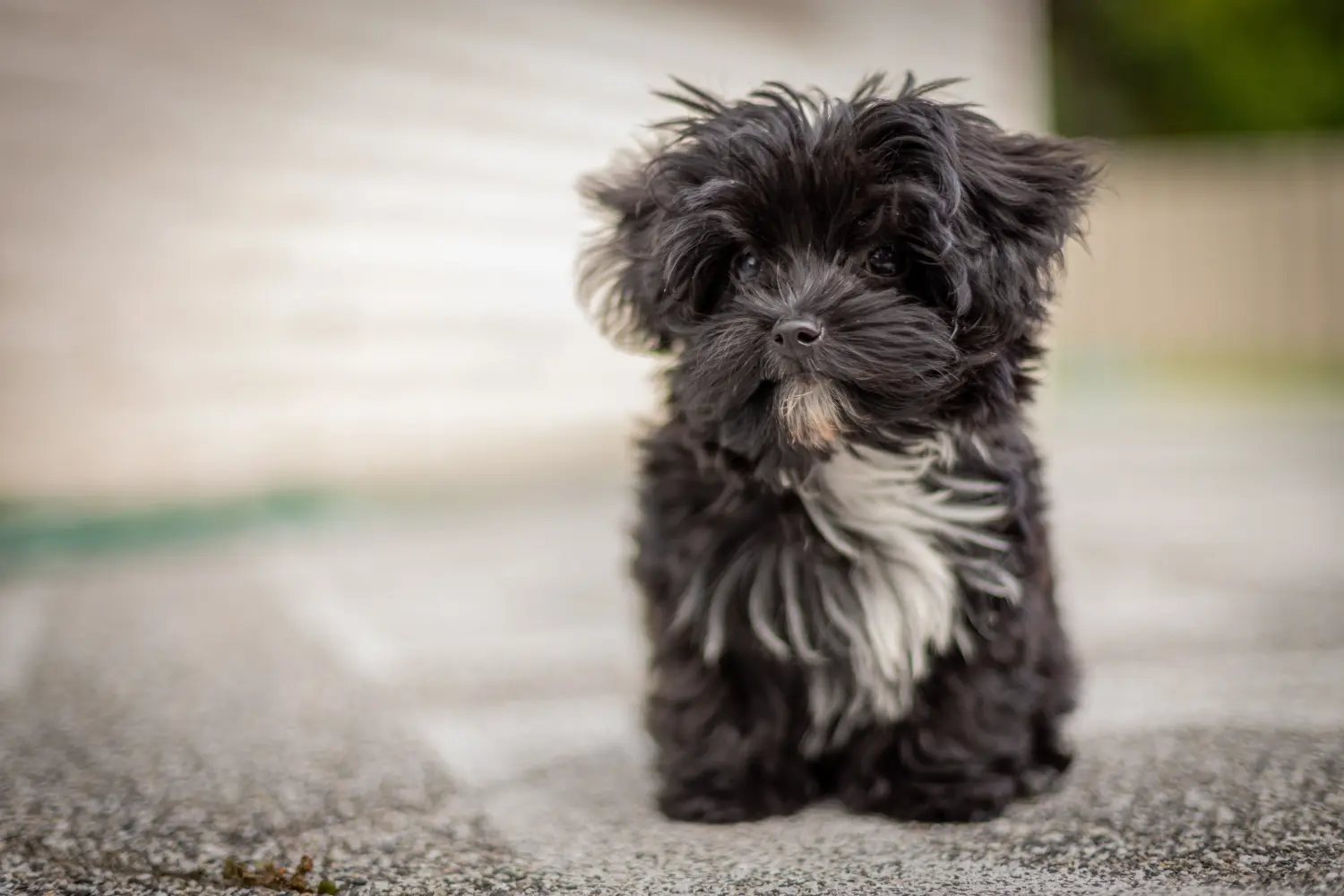 Buying a Bolonka Zwetna puppy means taking responsibility! Buy Bolonka Zwetna puppies.