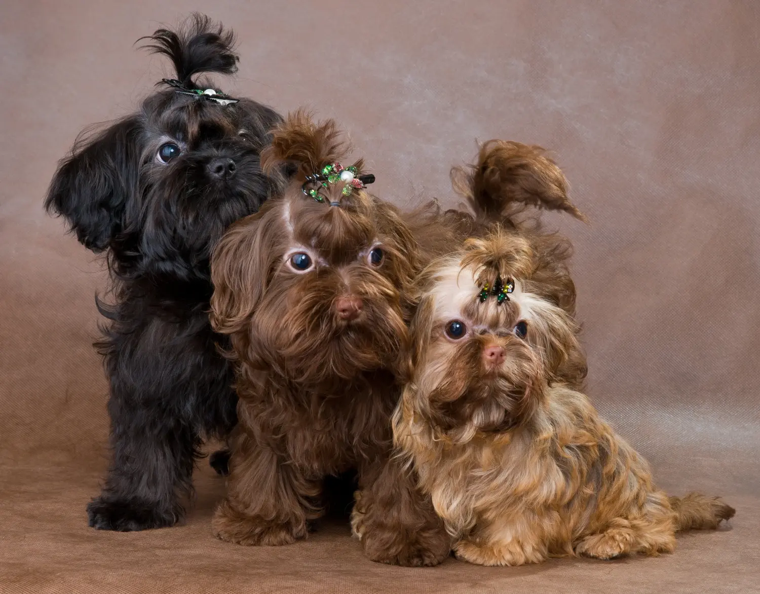 Buying a Bolonka Zwetna puppy means taking responsibility! Buy Bolonka Zwetna puppies.