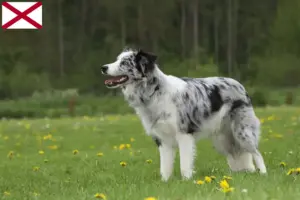Read more about the article Border Collie breeders and puppies in Alabama