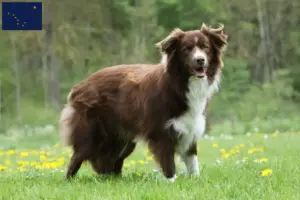 Read more about the article Border Collie breeders and puppies in Alaska