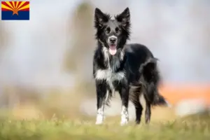 Read more about the article Border Collie breeders and puppies in Arizona