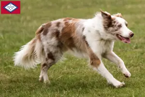 Read more about the article Border Collie breeders and puppies in Arkansas