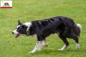 Read more about the article Border Collie breeders and puppies in California
