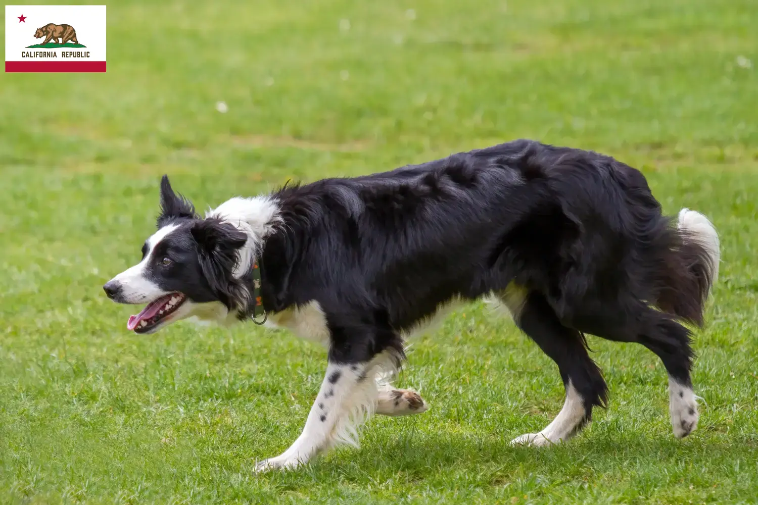 Border Collie puppies and breeder California Find Border Collies breeders in California.