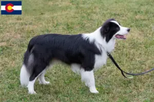 Read more about the article Border Collie breeders and puppies in Colorado