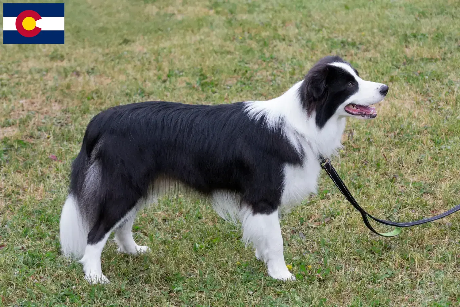 Border Collie puppies and breeders Colorado Find Border Collies breeders in Colorado.