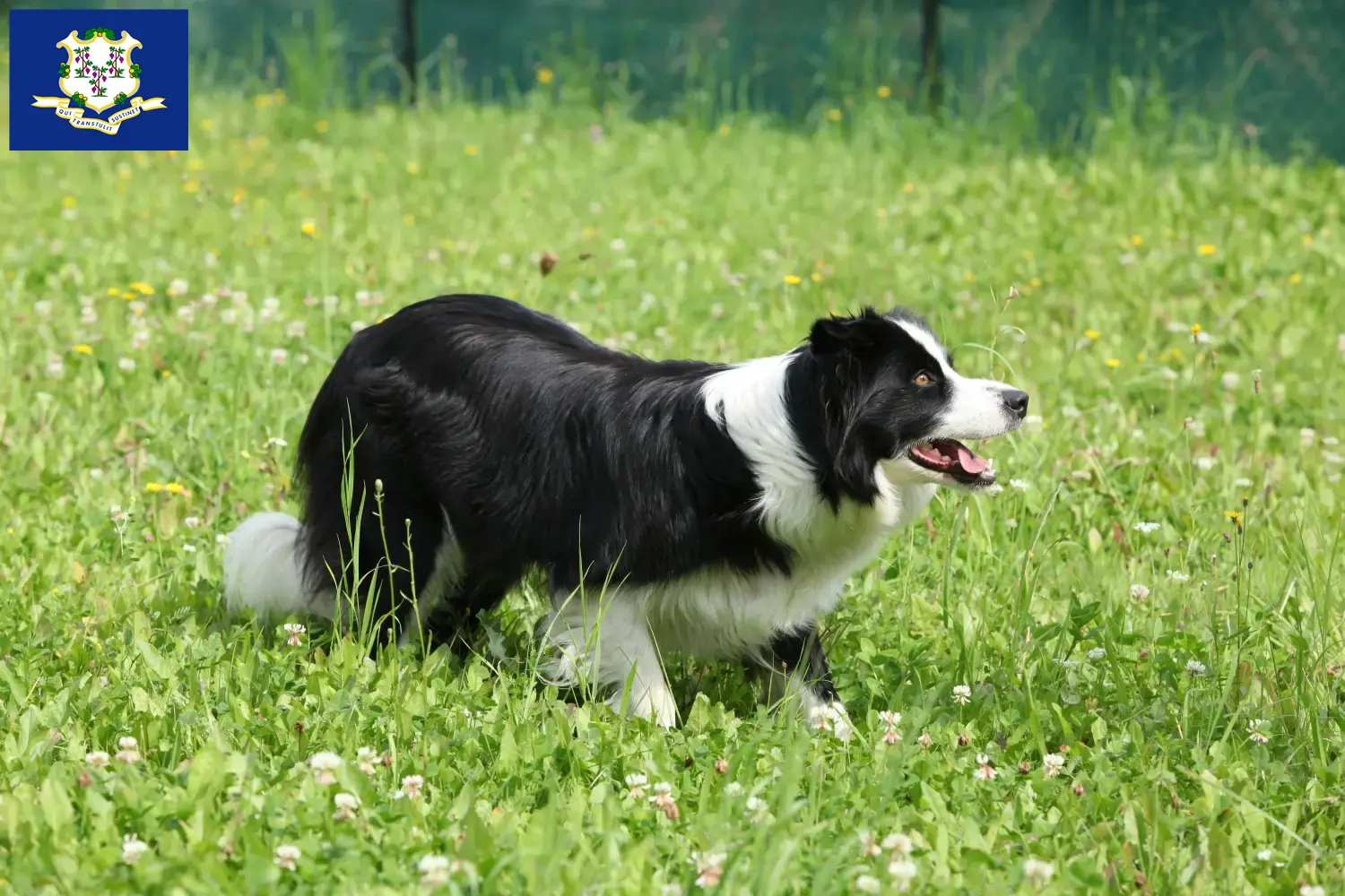 Border Collie puppies and breeders Connecticut Find Border Collies breeders in Connecticut.