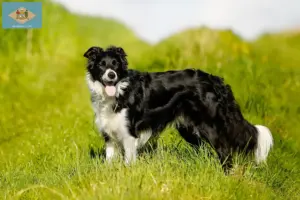 Read more about the article Border Collie breeders and puppies in Delaware