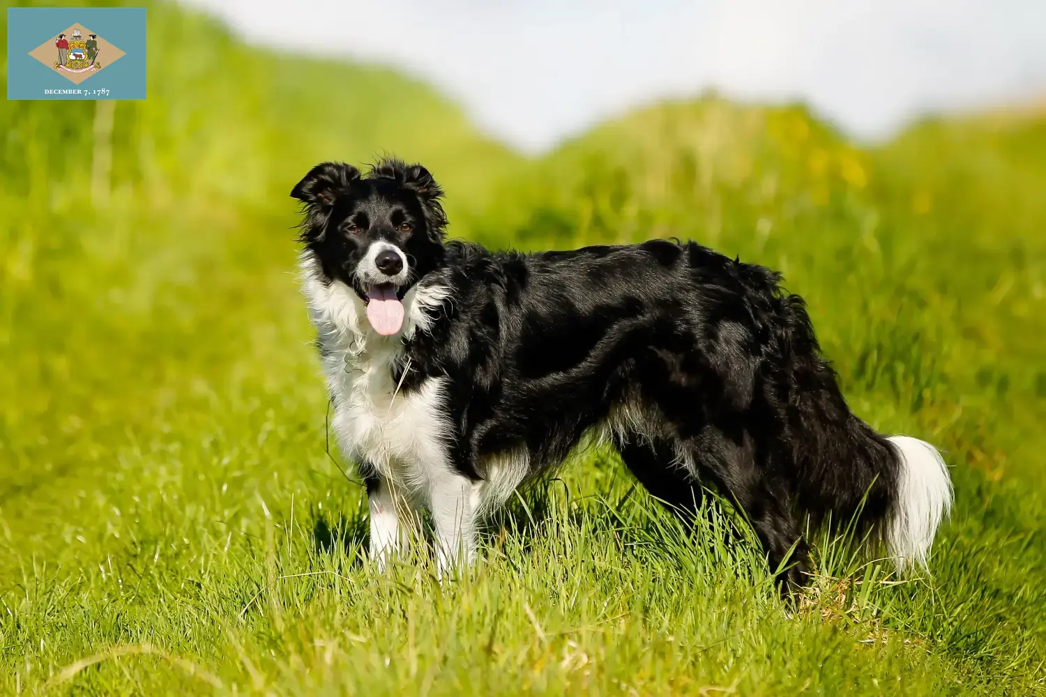 Border Collie puppies and breeder Delaware Find Border Collies breeders in Delaware.