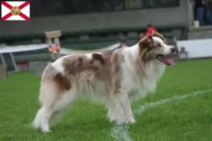 Read more about the article Border Collie breeders and puppies in Florida